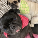 Doggie Doo's - Pet Grooming