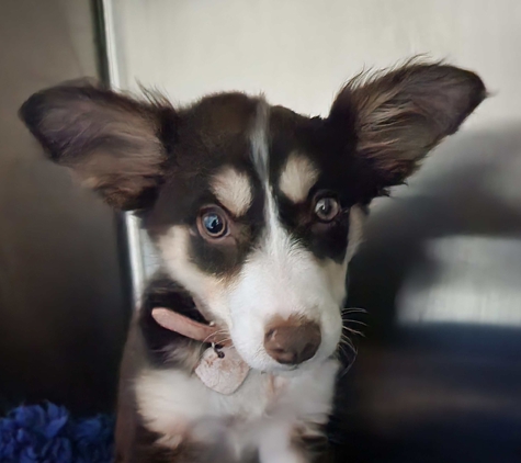 Central Veterinary Clinic & Hospital - Tarneit, VIC
