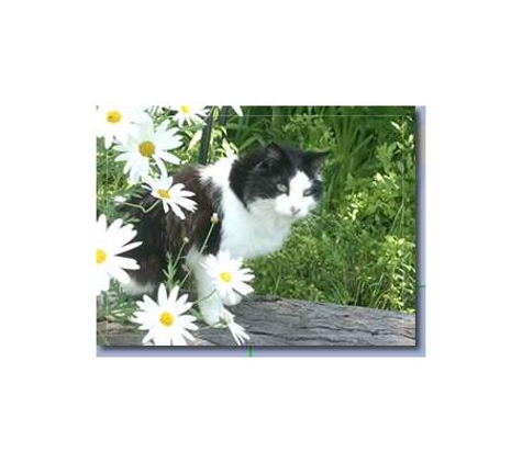 Paws To Reflect Pet Cremations