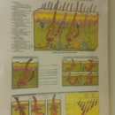 Barbara's Electrolysis - Electrolysis