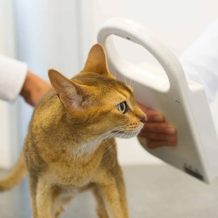 Wetherill Park Vet Clinic - Wetherill Park, NSW
