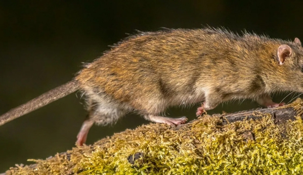 Vin Truscott Pest Control