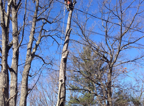 Satisfaction Tree Service - Salem, VA