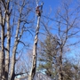 Satisfaction Tree Service