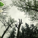 A & B Tree Service - Tree Service