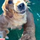 Paws 'n' Rec - Fayetteville - Pet Services