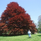 Back Tree Service