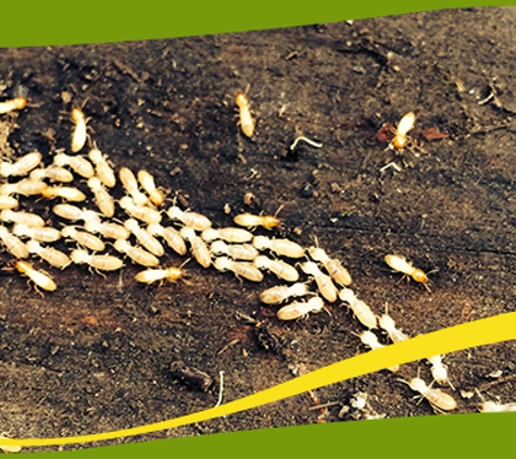 Perkins Exterminators Pty Ltd - Greensborough, VIC. Carrying Out Pest Management In Both Domestic And Commercial Buildings Aiming To Exceed Our Customers’ Expectations