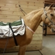 Cytowave Equine Therapy