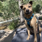 Cosmic Dog Training & Interspecies Learning