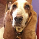 Handsome Hound Dog Grooming