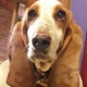 Handsome Hound Dog Grooming