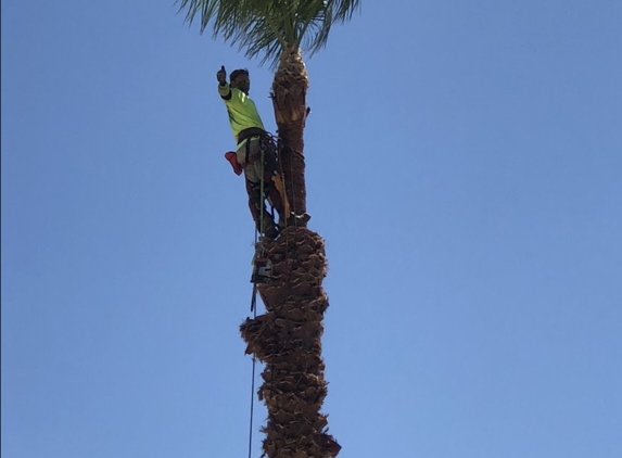 PALMtrees "R" us - Las Vegas, NV. 50 feet up in a Mexican Fan palm