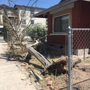 El Paso Tree Removal