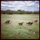 Yonder Way Farm
