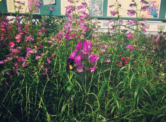 The Flower Bin - Longmont, CO