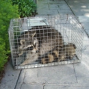 Wildlife Solutions - Pest Control Services