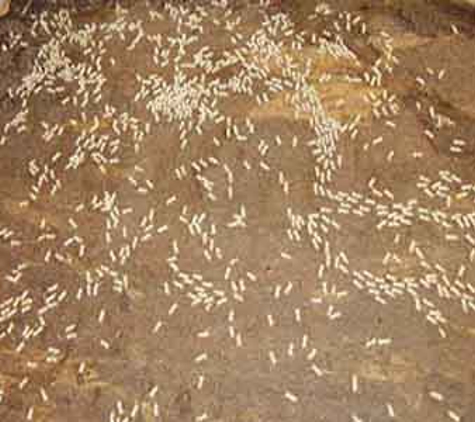 TKO Pest Control - Limestone Creek, QLD