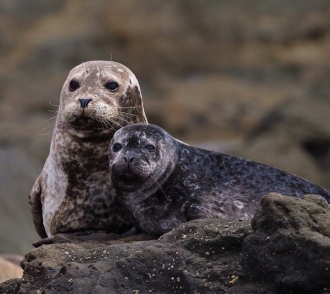 Newport Coastal Adventure - Newport Beach, CA