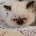 Kats Himalayan Kittens