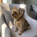 Pup Strutters & Paw Sitting - Pet Grooming