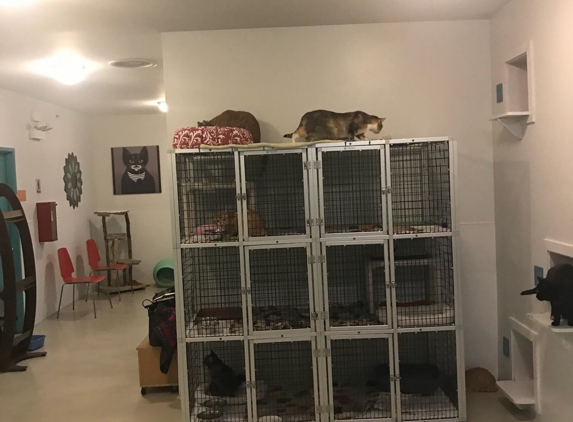 Felines Inc - Chicago, IL