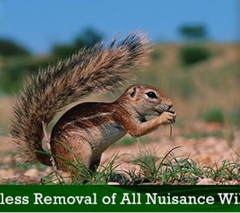 A-1 Nuisance Animal Removal - Liverpool, NY