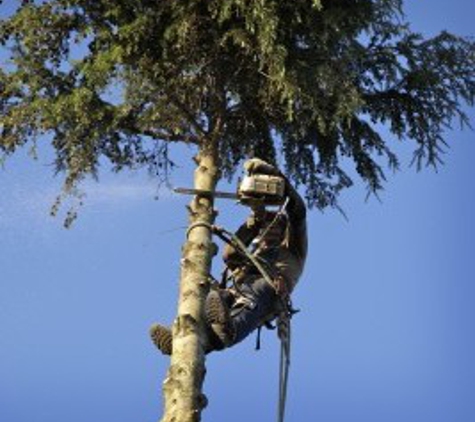 AAA Quality Tree Service - Auburn, CA