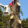 Timberwolf tree service gallery