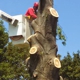 Timberwolf tree service