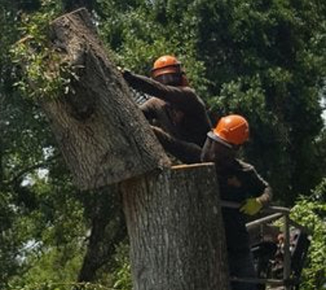 Anthony's Tree Trimming LLC - Fort Pierce, FL