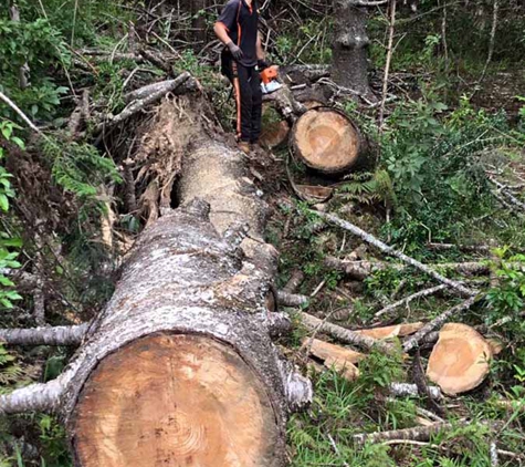 All Tree & Stump Works - Palm Beach, QLD