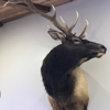 Martin’s Taxidermy gallery