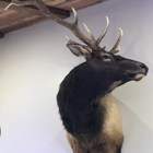 Martin’s Taxidermy