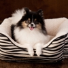 J'adore Custom Pet Beds gallery