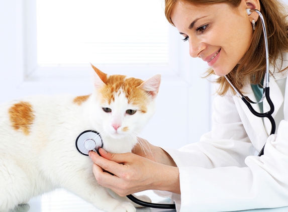 Nashville Cat Clinic Inc - Nashville, TN