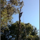 Tree Works Unlimited - Tree Service