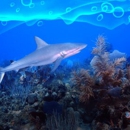 Shark Boat John's Pass - Boat Tours