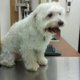 Banfield Pet Hospital