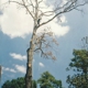 Tree Climbers Tree Service