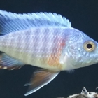 VegasValleyCichlids.com