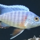 VegasValleyCichlids.com