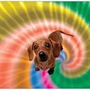 Groovy Dogs Pet Care - Dog Training