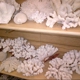 Sea Shell Shop