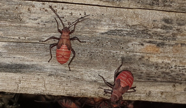 Keiran Mortimer Pest Control - Wilsonton, QLD