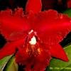 Heart O' Texas Orchid Society gallery