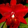 Heart O' Texas Orchid Society