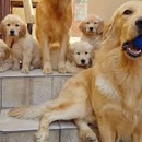 Happy Golden Retriever Puppies - Pet Breeders