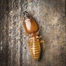 Knockout Pest Elimination - Termite Control