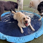 Olde Towne Pet Resort